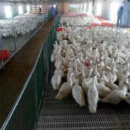 諸城市中興塑料制品廠 專注畜牧漁業(yè)飼料包裝解決方案的優(yōu)質(zhì)供應(yīng)商