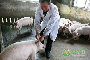 中草藥飼料添加劑 引領(lǐng)畜牧養(yǎng)殖新技術(shù)的綠色變革