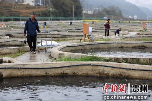 鱘魚躍動(dòng)務(wù)川溪 產(chǎn)業(yè)興旺促振興——看務(wù)川如何以特色養(yǎng)殖與配套服務(wù)激活鄉(xiāng)村經(jīng)濟(jì)