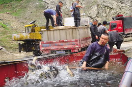 三板溪庫區碼頭 漁業與飼料銷售的雙重繁榮